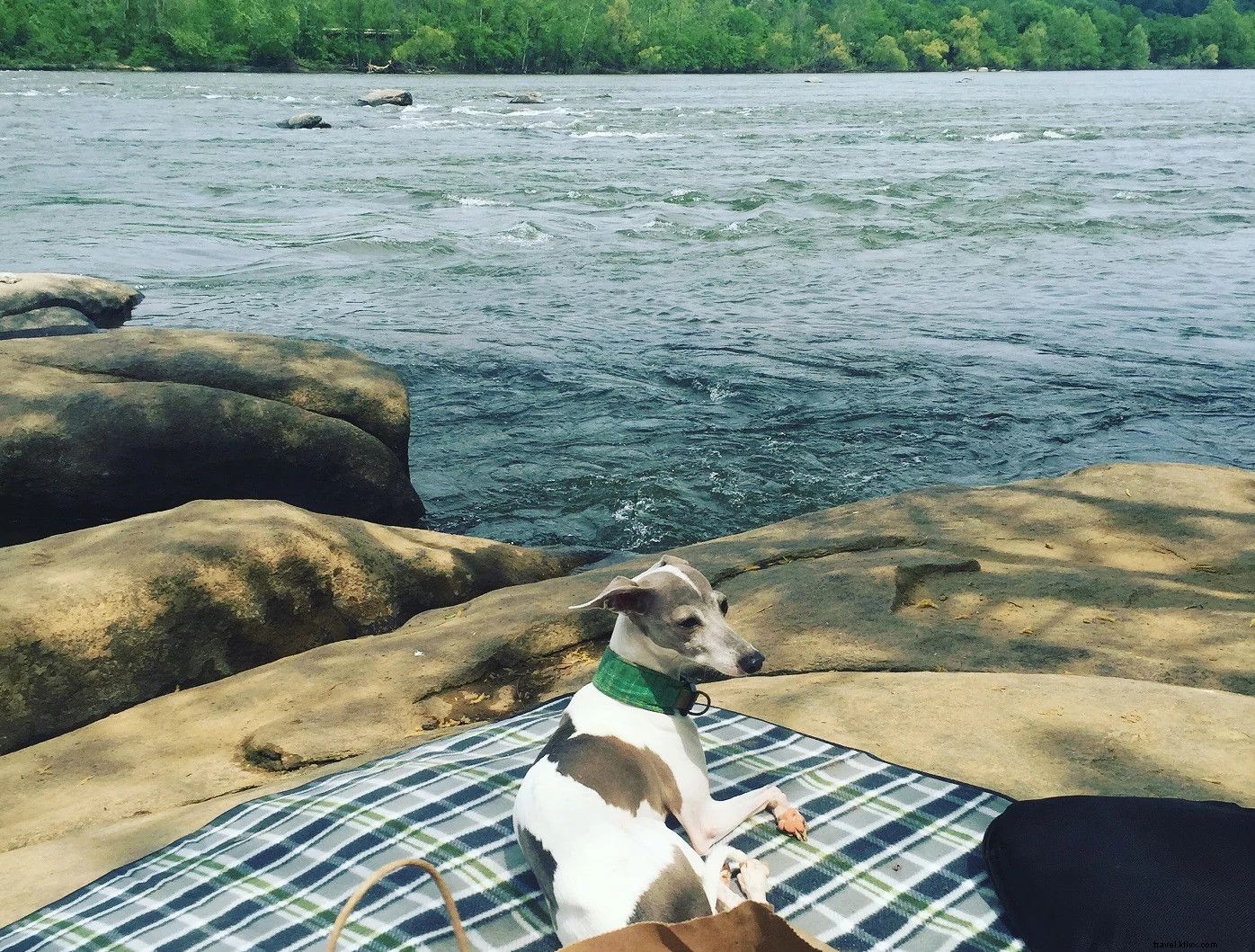 Ultimate Guide to Virginia s Pet-Friendly Beaches: Rules, Top Spots & Essential Tips