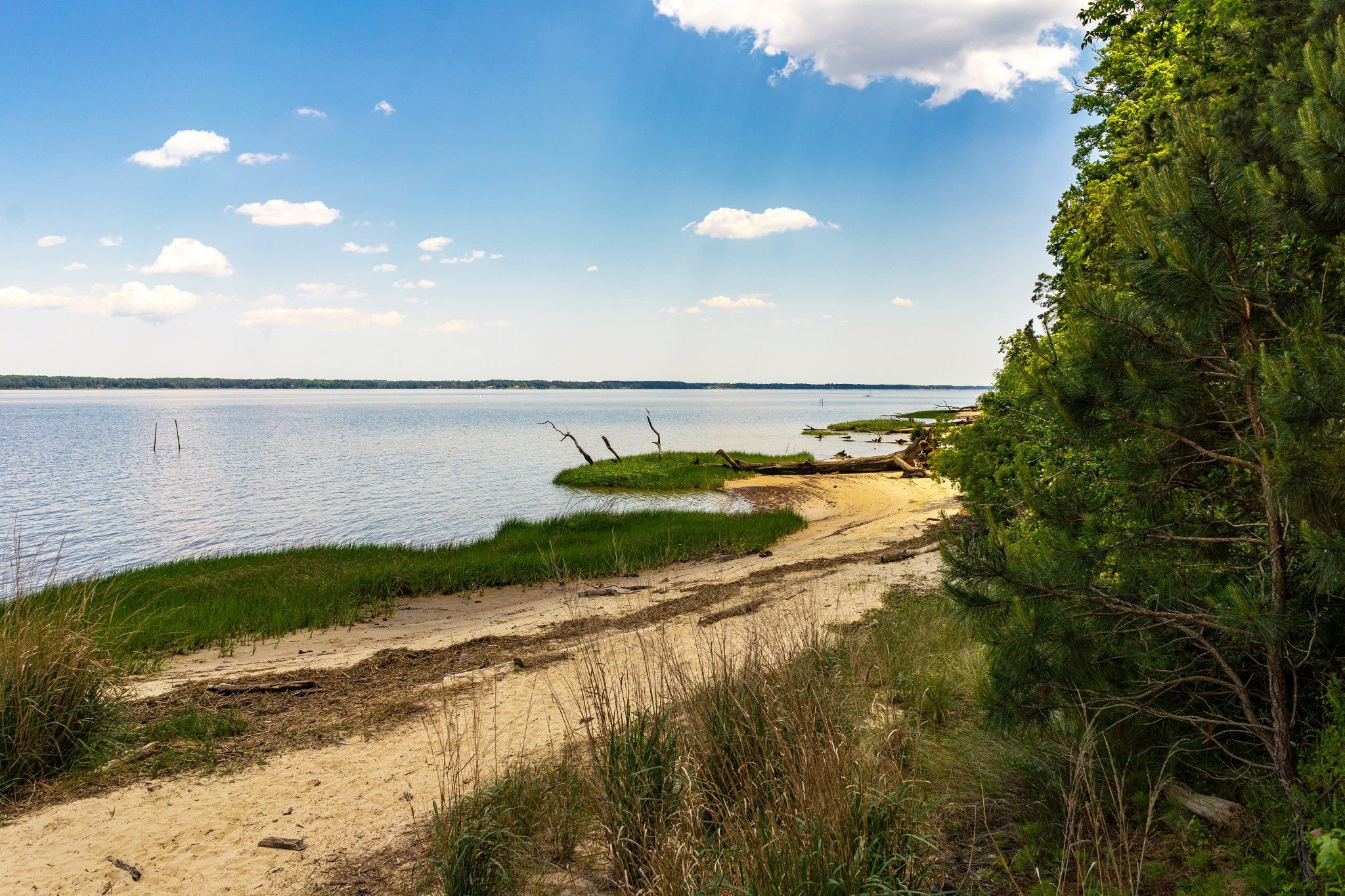 Ultimate Guide to Virginia s Pet-Friendly Beaches: Rules, Top Spots & Essential Tips