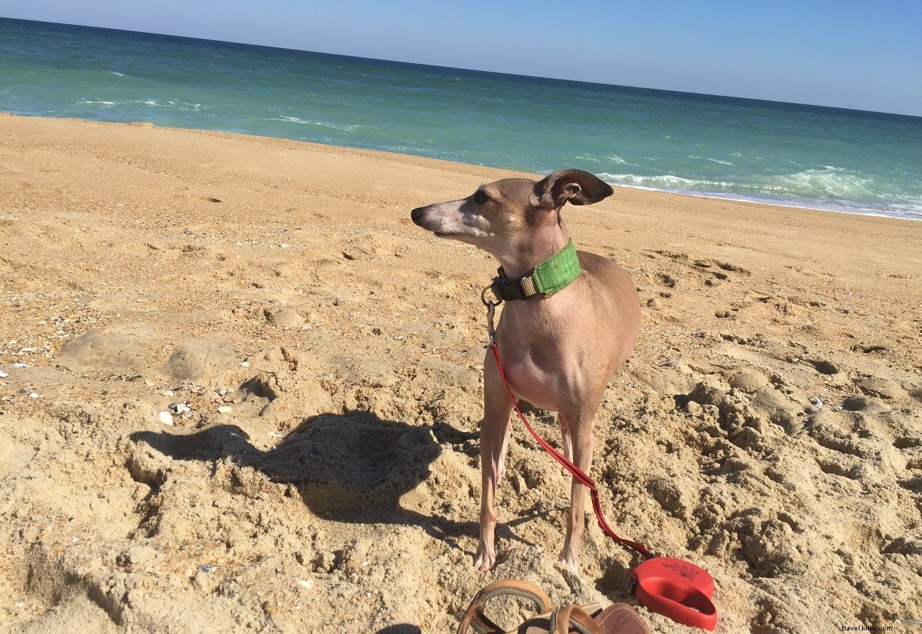 Ultimate Guide to Virginia s Pet-Friendly Beaches: Rules, Top Spots & Essential Tips