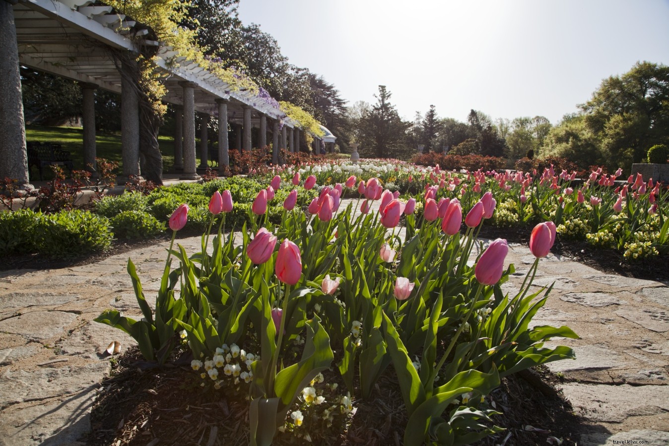 Top Virginia Spots to See and Pick Vibrant Spring Flowers in Bloom