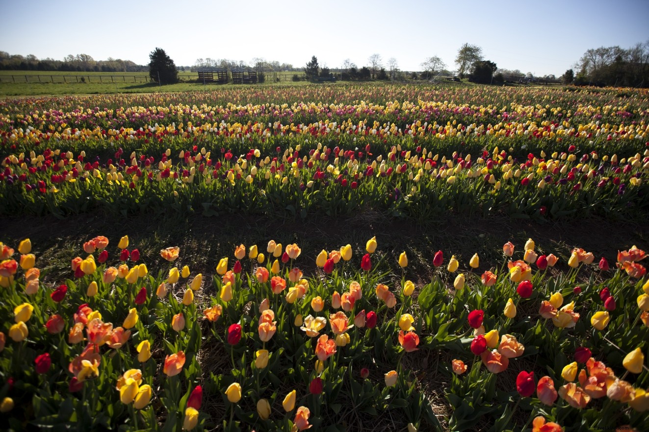 Top Virginia Spots to See and Pick Vibrant Spring Flowers in Bloom