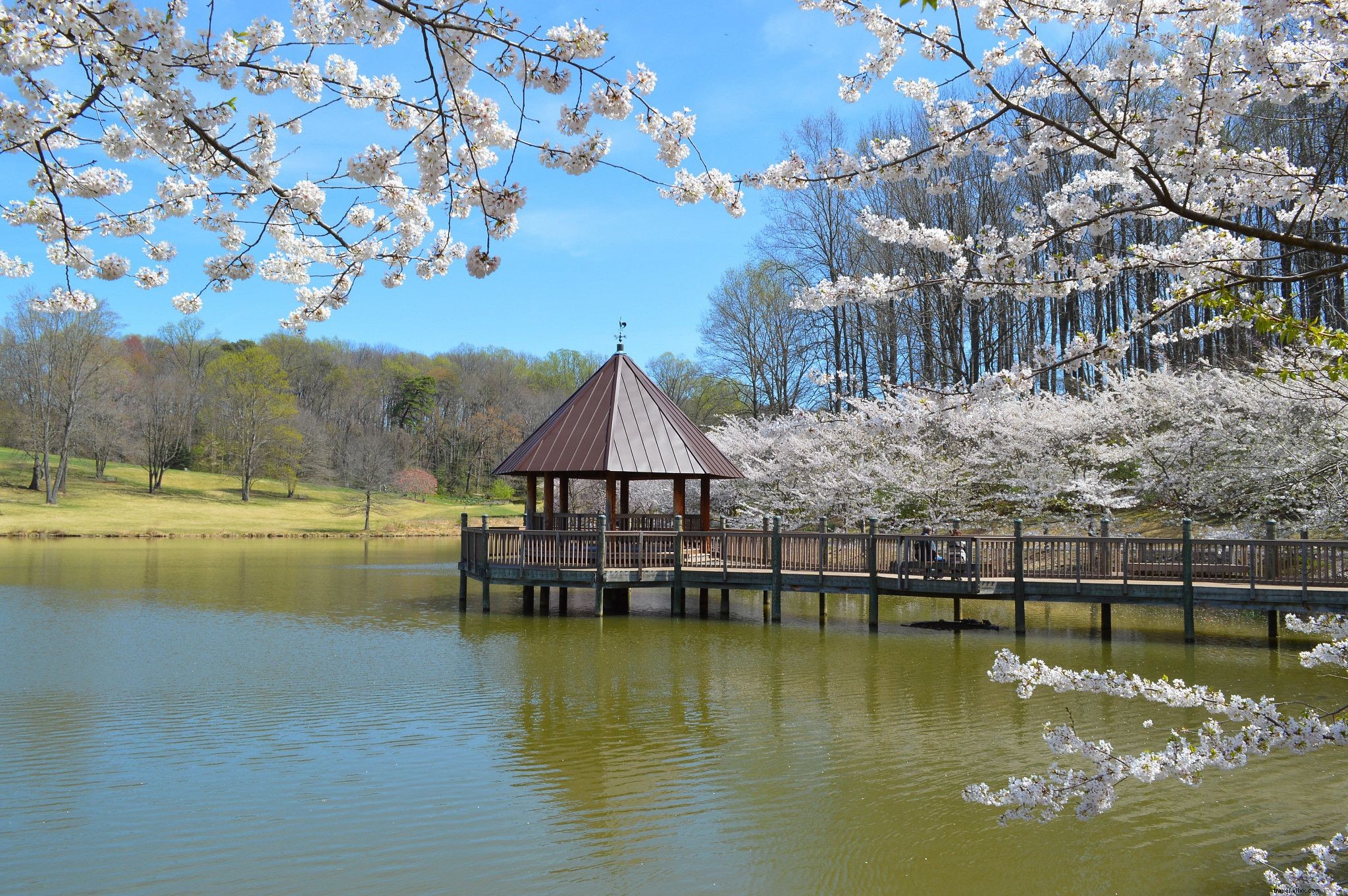Top Virginia Spots to See and Pick Vibrant Spring Flowers in Bloom