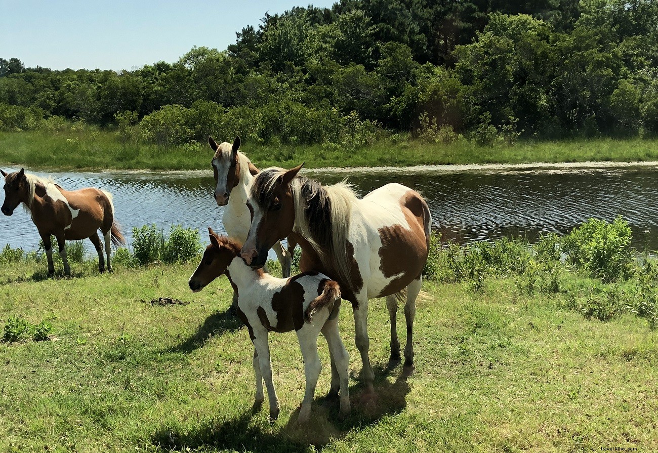 Ultimate Weekend Getaway: Virginia s Eastern Shore Itinerary with Kayaks, Wineries & Sunsets