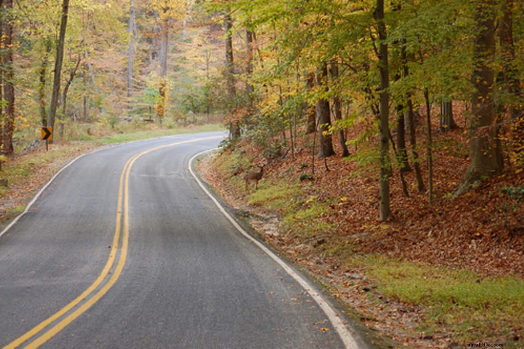 Explore Virginia’s 12 Most Scenic State Park Drives