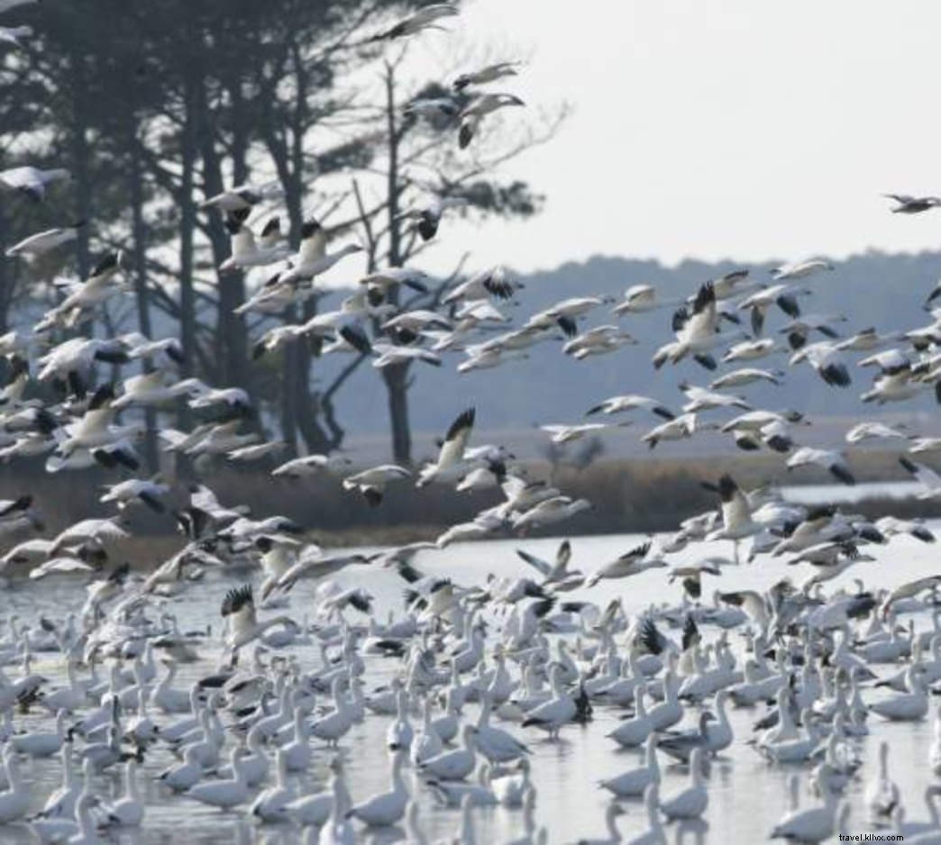 Budget-Friendly Guide to Virginia s Eastern Shore: Free Beaches, Trails, and Adventures