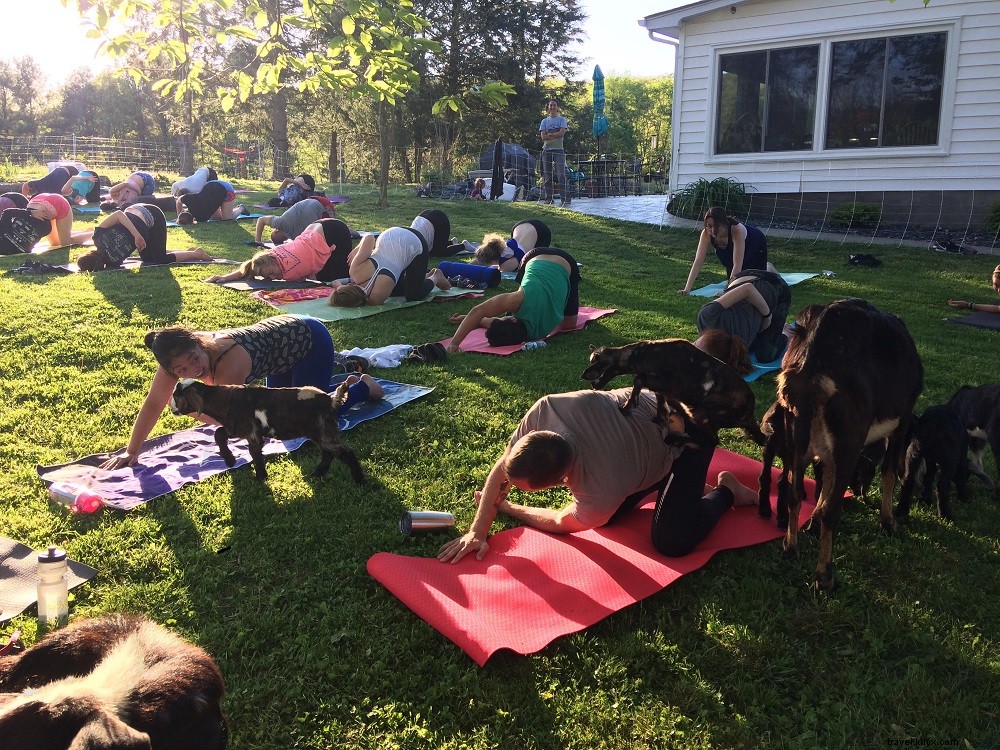 9 Unique Alternative Yoga Events in Virginia: Goat Yoga, Paddleboard Sessions & More