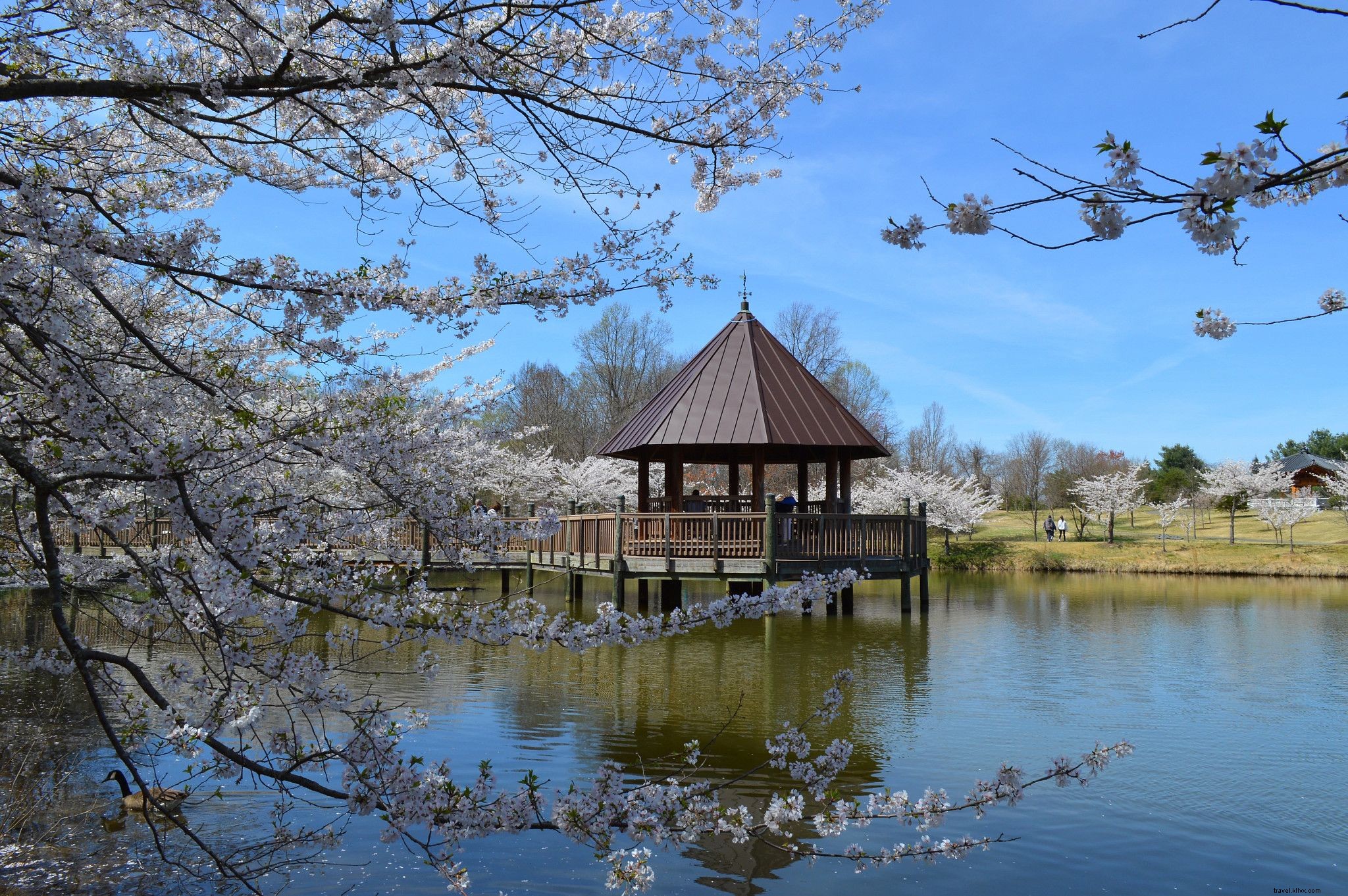 Best Places to See Cherry Blossoms in Virginia: Gardens, Tours, and Events