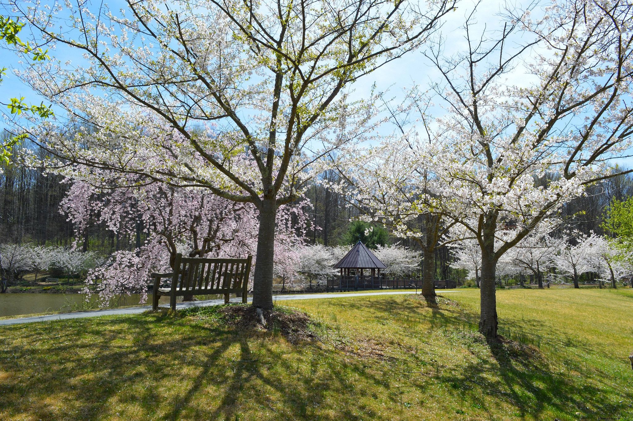 Best Places to See Cherry Blossoms in Virginia: Gardens, Tours, and Events
