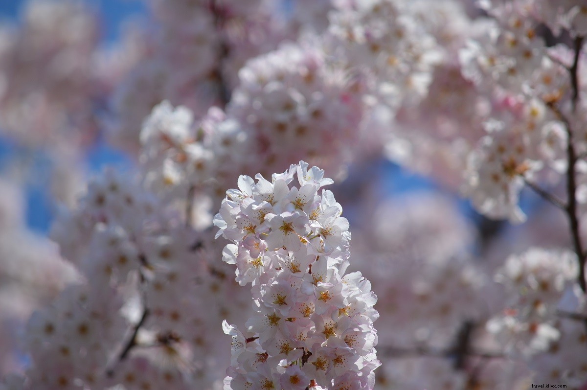 Best Places to See Cherry Blossoms in Virginia: Gardens, Tours, and Events