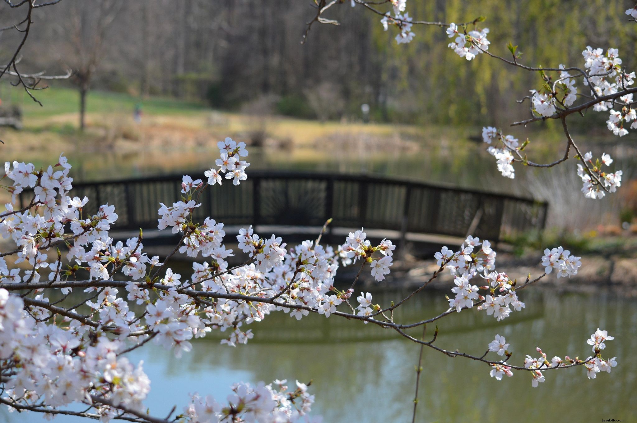 Best Places to See Cherry Blossoms in Virginia: Gardens, Tours, and Events