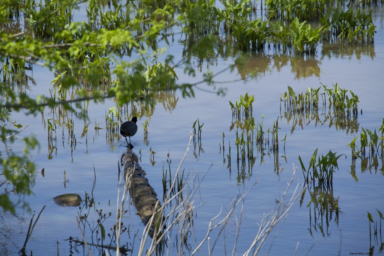 10 Scenic Hikes Paired with Virginia s Top Wineries