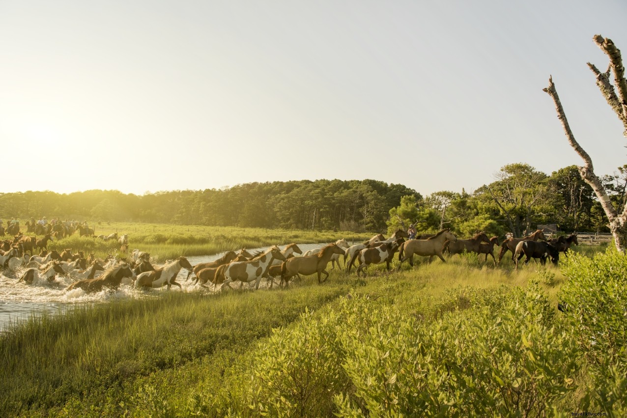 8 Romantic Campsites in Virginia for Couples: Scenic Getaways