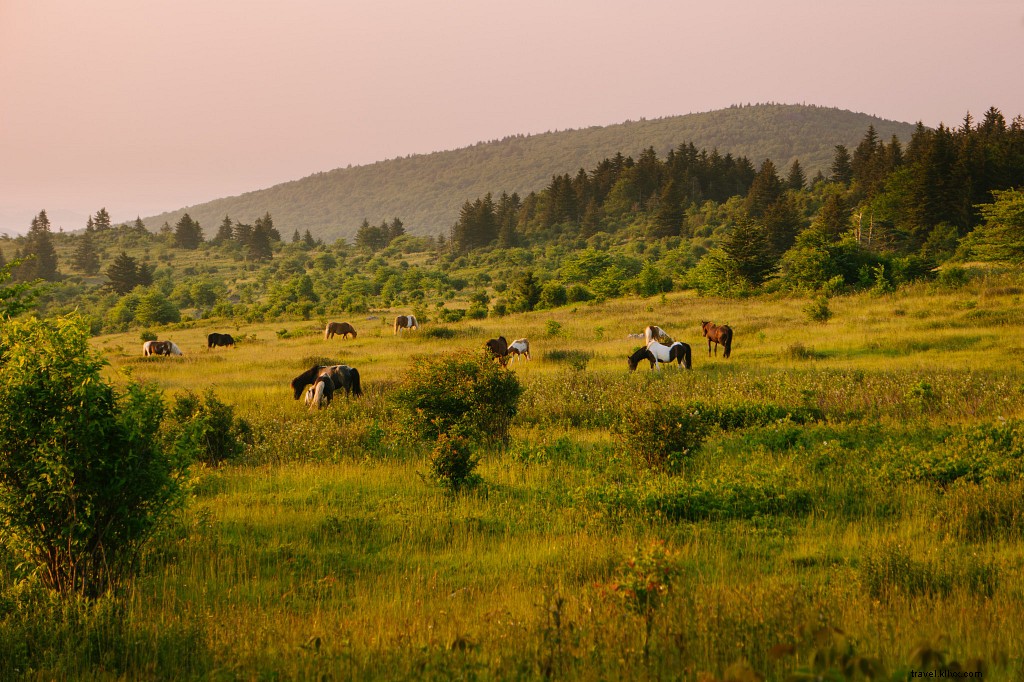 8 Romantic Campsites in Virginia for Couples: Scenic Getaways