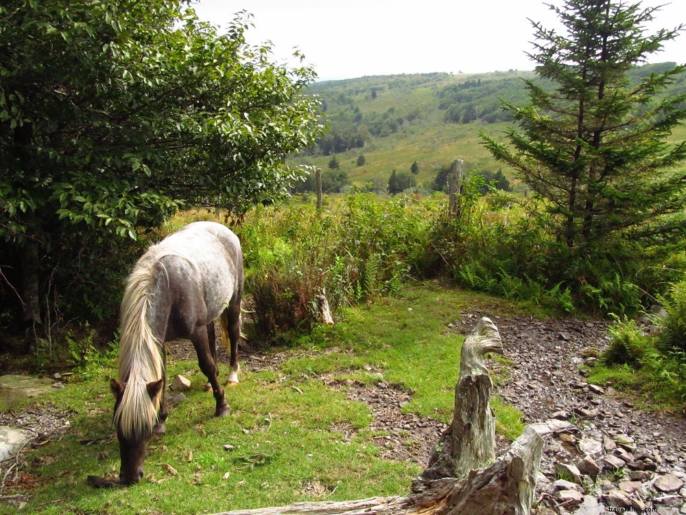 Top 10 Best Hikes on the Appalachian Trail in Virginia