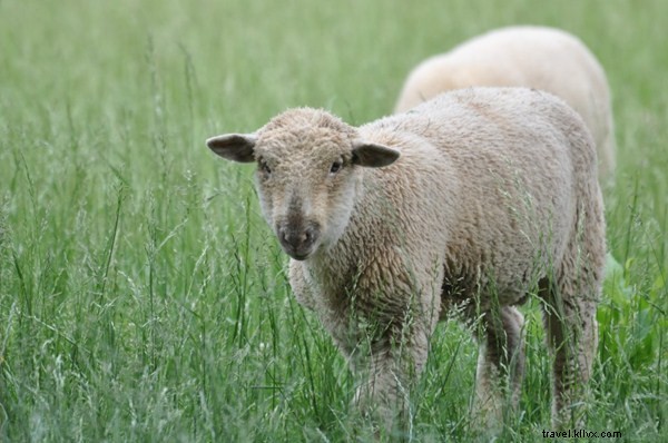 Top Interactive Farm Tours in Virginia: Hands-On Animal Encounters and Agritourism Adventures