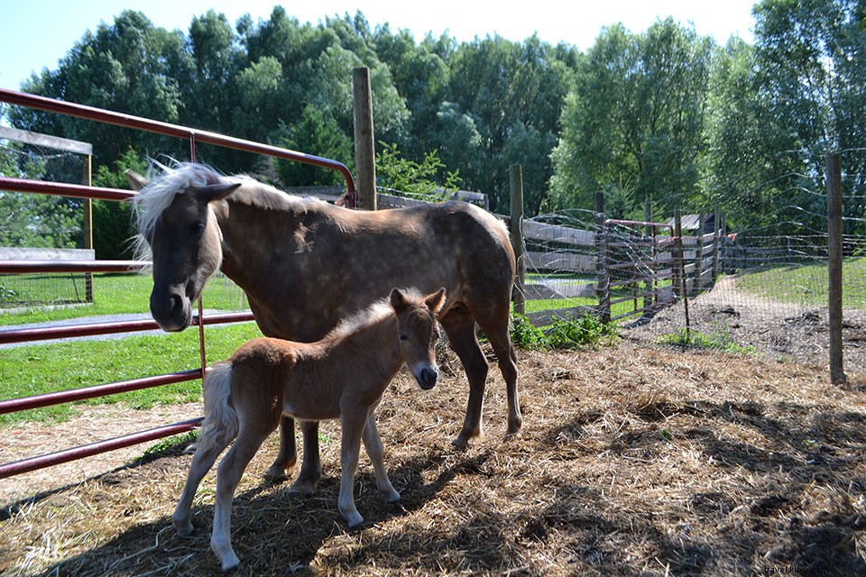 Top Interactive Farm Tours in Virginia: Hands-On Animal Encounters and Agritourism Adventures