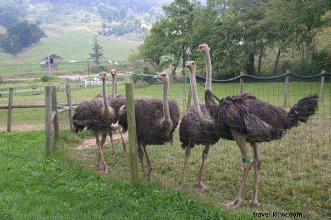 Top Interactive Farm Tours in Virginia: Hands-On Animal Encounters and Agritourism Adventures