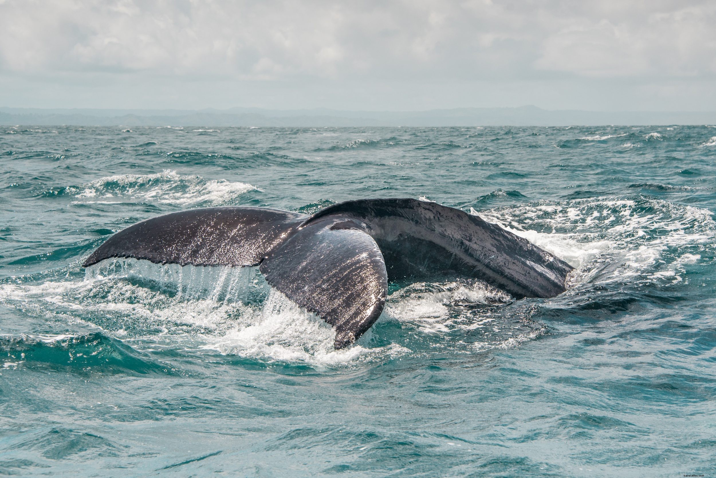 Ultimate 14-Day Road Trip Itinerary: Discover the Dominican Republic s History, Beaches, and Wildlife