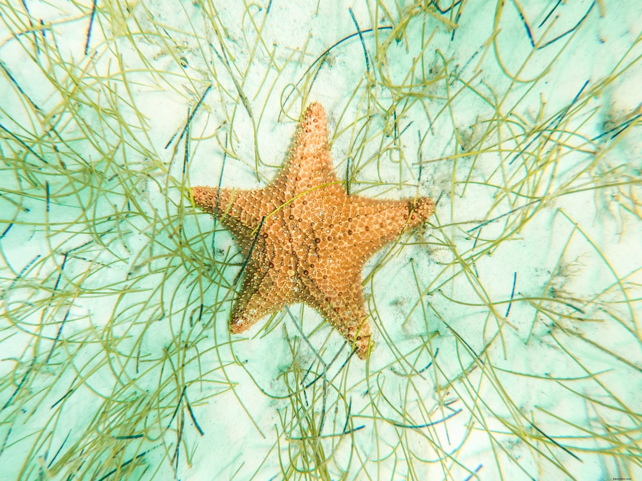 Ultimate 14-Day Road Trip Itinerary: Discover the Dominican Republic s History, Beaches, and Wildlife