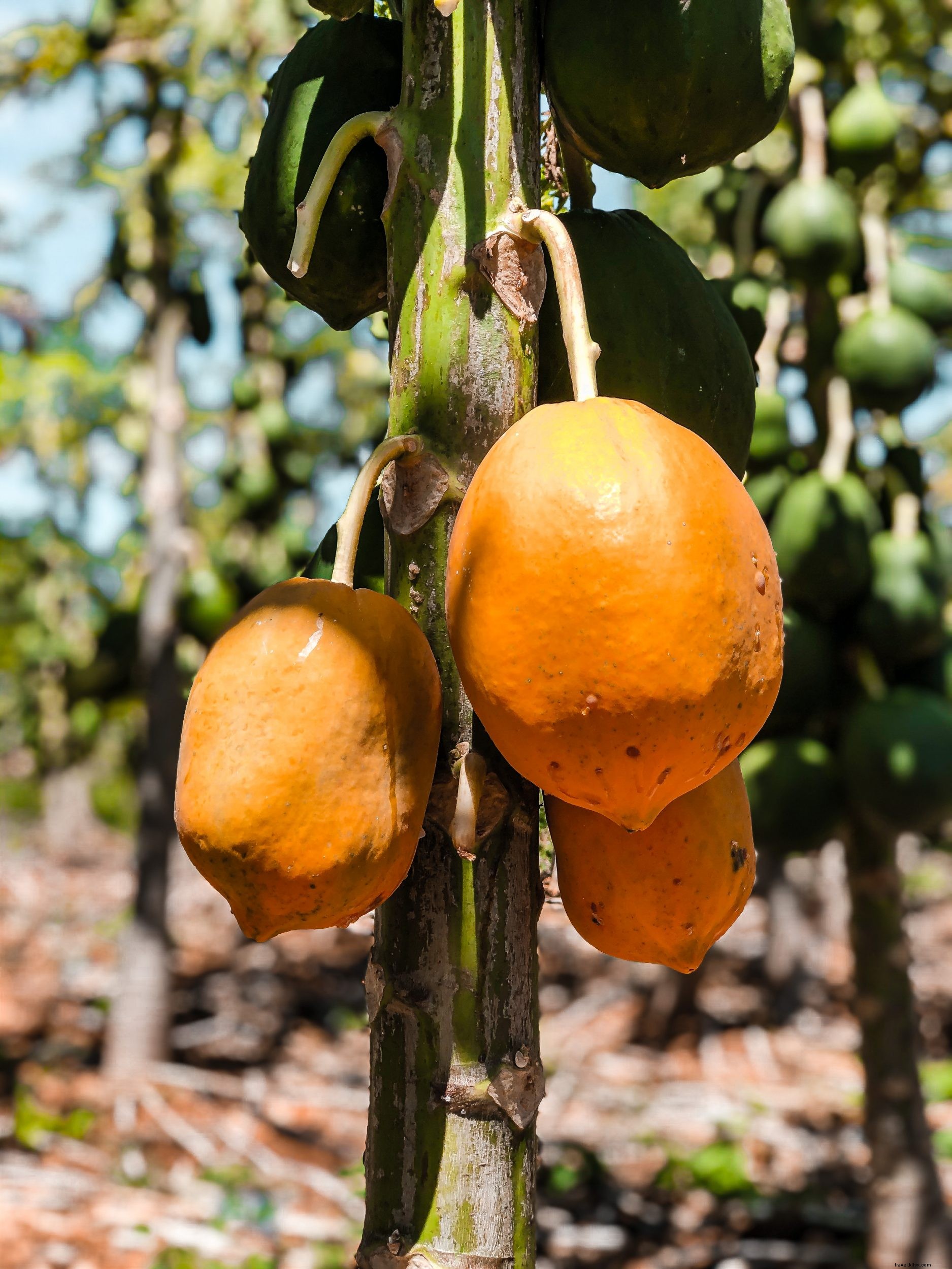 8 Low-Impact, Eco-Friendly Activities in the Dominican Republic