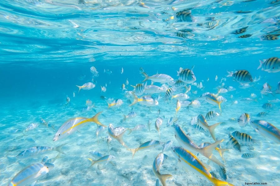 Island in the Sun: Adventures from Jarabacoa Mountains to Punta Rucia Beaches in the Dominican Republic