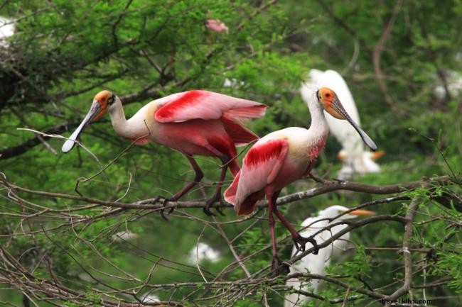 Explore Outdoor Adventures on Louisiana s Creole Nature Trail All-American Road