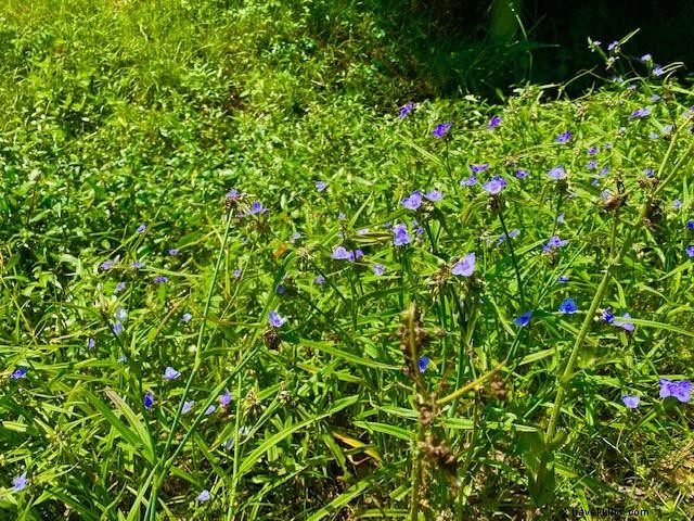 Celebrate Earth Day: Keep Louisiana Beautiful with Community Cleanups and Nature Activities