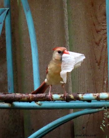 Backyard Birding 101: Nesting Season Wonders in Your Own Yard 🐦