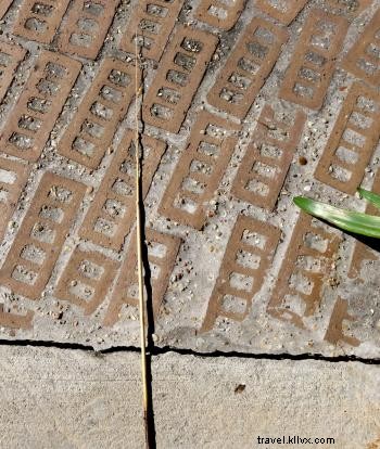 Backyard Birding 101: Nesting Season Wonders in Your Own Yard 🐦