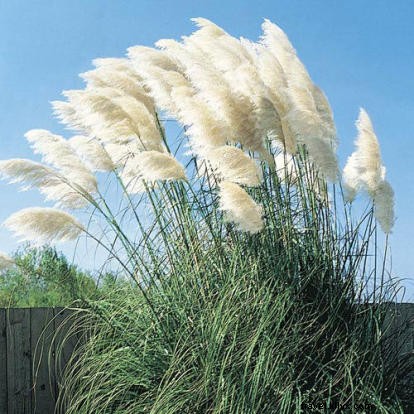 Backyard Birding 101: Nesting Season Wonders in Your Own Yard 🐦