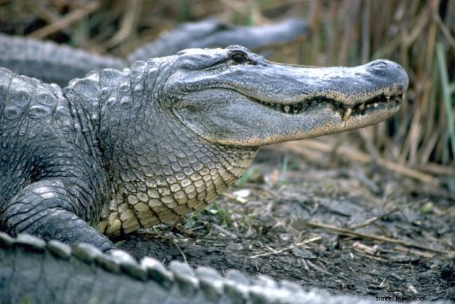 Top 10 Frequently Asked Questions About the Creole Nature Trail All-American Road