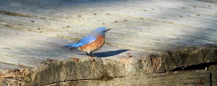 Top 10 Frequently Asked Questions About the Creole Nature Trail All-American Road