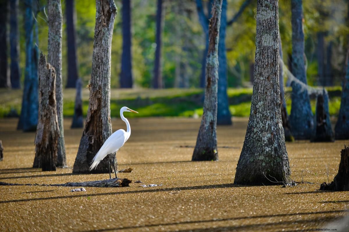 Why Families Choose Southwest Louisiana for an Unforgettable Spring Break