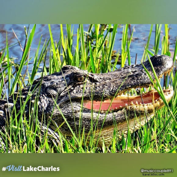 Majestic Alligator Close-Up: #VisitLakeCharles Photo of the Month from Southwest Louisiana