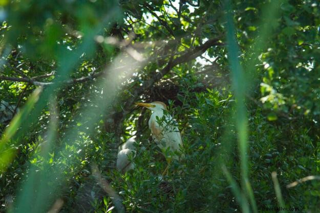 Explore Lake Charles Day Trips: A Local s Guide to Louisiana s Outback
