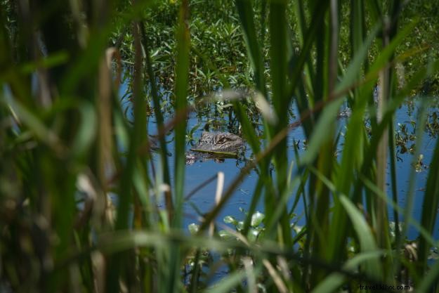 Explore Lake Charles Day Trips: A Local s Guide to Louisiana s Outback
