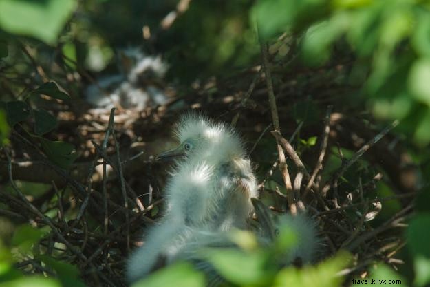 Explore Lake Charles Day Trips: A Local s Guide to Louisiana s Outback