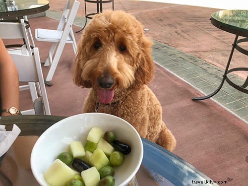 Pet-Friendly Dining in Lake Charles: Cooper s Top Picks - Part 2