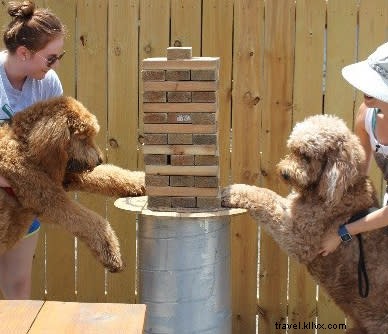 Pet-Friendly Dining in Lake Charles: Cooper s Top Picks - Part 2