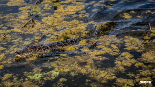 48 Hours in Lake Charles: Stunning Photostory by Travel Expert Michael Hobson