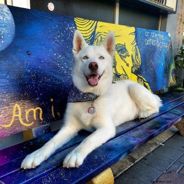 Man s Best Friend Steals the Spotlight: #VisitLakeCharles Photo of the Month