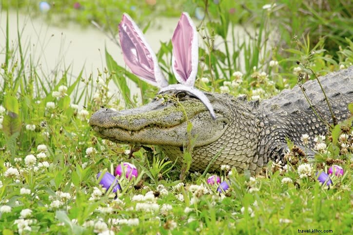 Paqueing: Louisiana s Cherished Cajun Easter Egg-Cracking Tradition