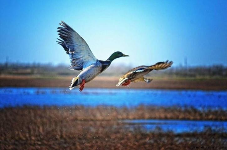 Embracing Change: #VisitLakeCharles Photo of the Month – Ducks in Flight