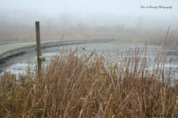 Creole Nature Trail: A Photographer s Captivating Journey Through Southwest Louisiana