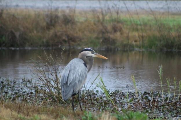 Creole Nature Trail: A Photographer s Captivating Journey Through Southwest Louisiana