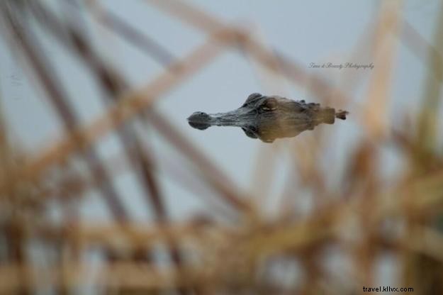 Creole Nature Trail: A Photographer s Captivating Journey Through Southwest Louisiana