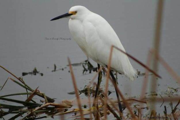 Creole Nature Trail: A Photographer s Captivating Journey Through Southwest Louisiana