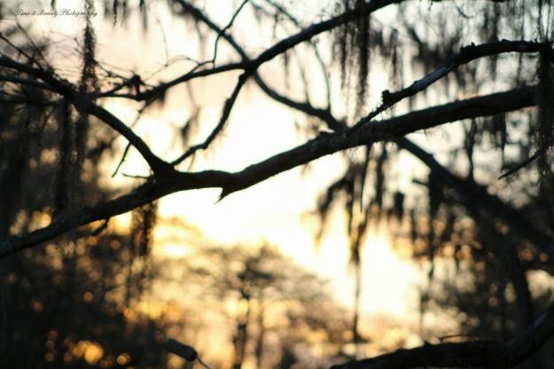 Creole Nature Trail: A Photographer s Captivating Journey Through Southwest Louisiana