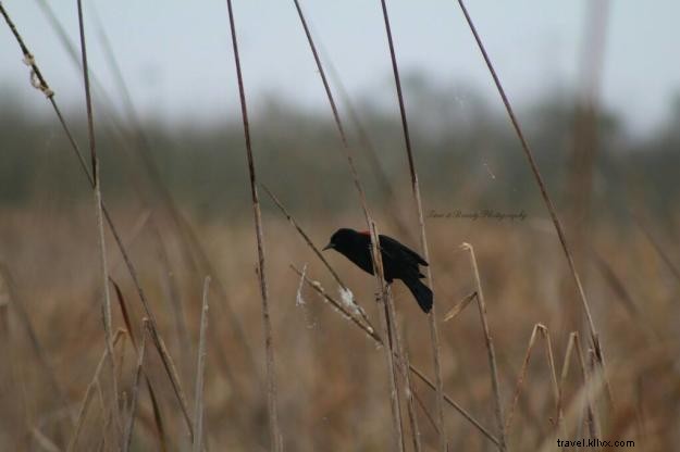 Creole Nature Trail: A Photographer s Captivating Journey Through Southwest Louisiana
