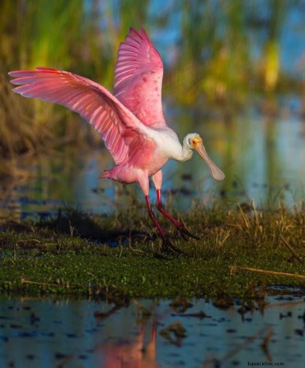 Capturing the Unexpected: #VisitLakeCharles Photo of the Month Winner